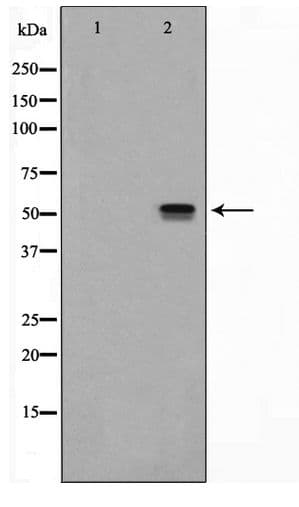 SRF / Serum Response Factor Antibody