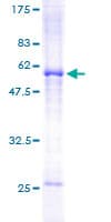 Human SLA Protein (Recombinant GST)