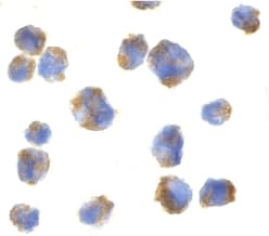 Polyclonal Rabbit anti-Human CCL11 / Eotaxin Antibody (IF, WB)