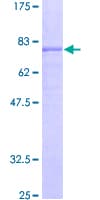 Human GABRA5 Protein (Recombinant GST)