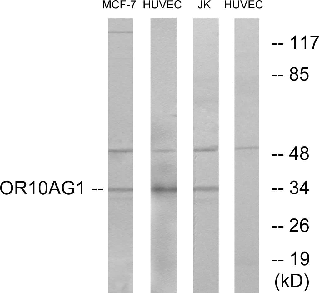 OR10AG1 Antibody (aa231-280)