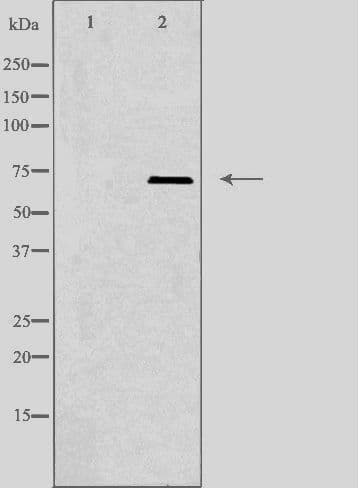 PLK3 Antibody
