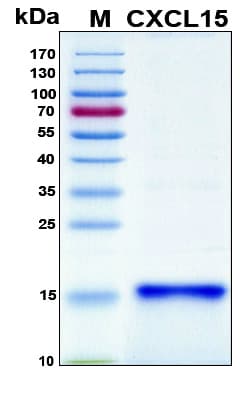 Mouse Cxcl15 Protein (Recombinant 6His, N-terminus)