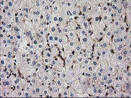 SNX8 Antibody (clone OTI1E5)