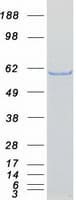 Human CORO2A Protein (Recombinant Myc-DDK (Flag))