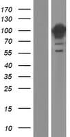 DNM1 / Dynamin Protein (Over-Expression Lysate Myc-DDK (Flag))