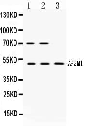 Polyclonal Rabbit anti-Human AP50 / AP2M1 Antibody (WB)