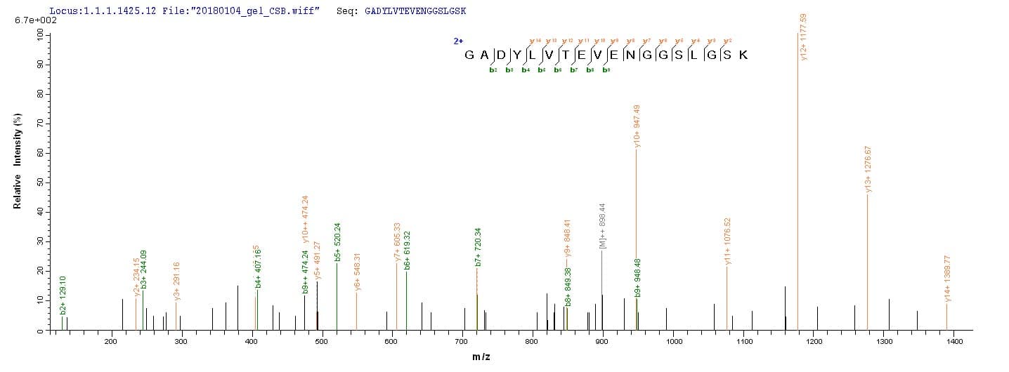 Rat PKM / Pyruvate Kinase, Muscle Protein (Recombinant 10His, N-terminus + Myc, C-terminus)