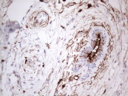 ANPEP / CD13 Antibody (aa668-967, clone OTI2E4)
