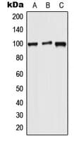 WFS1 Antibody (N-Terminus)