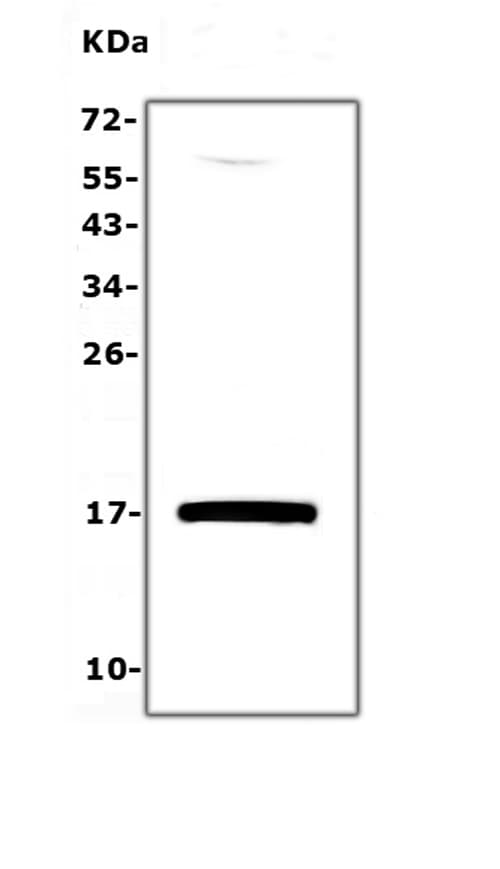 Ly6a / Sca-1 Antibody