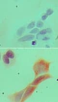 MYD88 Antibody (aa50-100, clone 4D6)