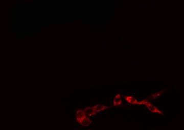 Polyclonal Rabbit anti-Human FADD Antibody (phospho-Ser194, IF, WB)