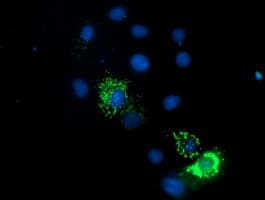Endonuclease G / ENDOG Antibody (clone OTI5F1)