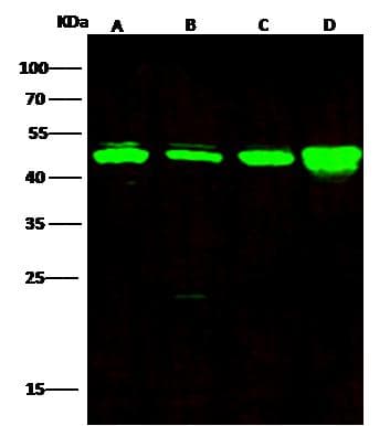 HAT1 Antibody (Preservative Free)