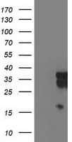 LENG1 Antibody (clone OTI1E8)
