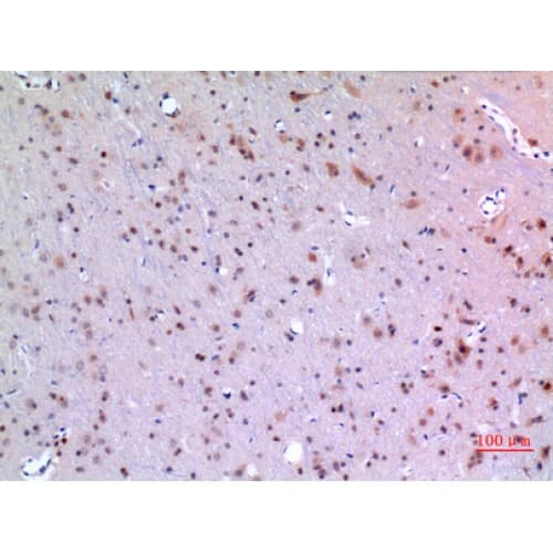 MANF / ARMET Antibody (1-50 aa, Internal)
