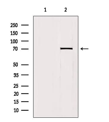Polyclonal Rabbit anti-Human HKR1 Antibody (IF, WB)