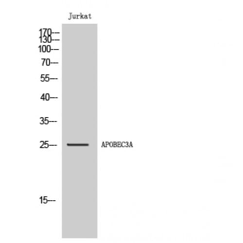 APOBEC3A Antibody (40-120 aa, Internal)