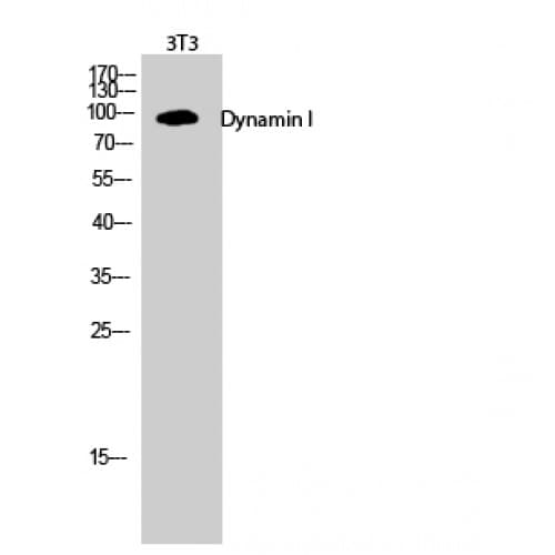 Polyclonal Rabbit anti-Human DNM1 / Dynamin Antibody (710-790 aa, IHC, WB)