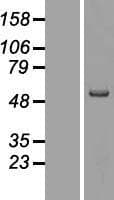 MMP19 Protein (Over-Expression Lysate Myc-DDK (Flag))