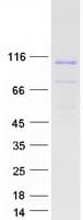 Human ARTS1 / ERAP1 Protein (Recombinant Myc-DDK (Flag))