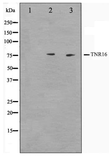 NGFR / CD271 / TNR16 Antibody