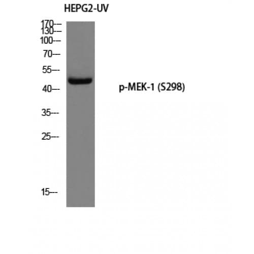 Polyclonal Rabbit anti-Human MAP2K1 / MKK1 / MEK1 Antibody (240-320 aa, IHC, WB)