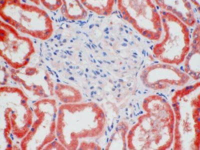 Monoclonal Mouse anti-Human GPR50 Antibody (clone 1A3, IHC)