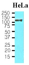 HSPH1 / HSP105 Antibody (clone J1G12)