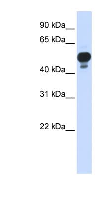 RING1 Antibody (aa252-301)