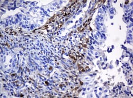 HOXD10 Antibody (aa80-340, clone OTI1D11)