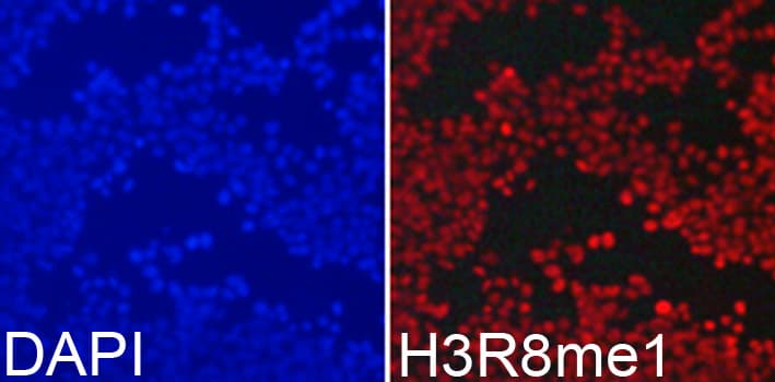 Histone H3 Antibody (Methyl-Arg8)