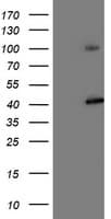 PSMD2 Antibody (clone OTI1G6)