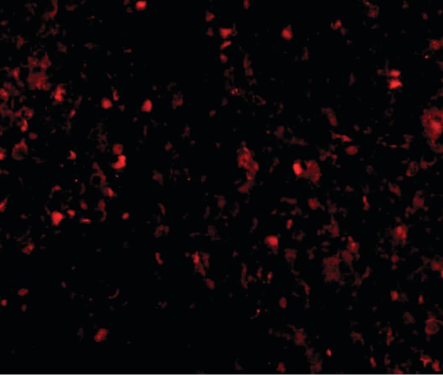 LY96 / MD2 / MD-2 Antibody (clone 9F1B1)