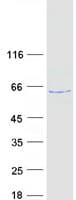 Human FAM126B Protein (Recombinant Myc-DDK (Flag))