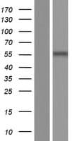 HSPA8 / HSC70 Protein (Over-Expression Lysate Myc-DDK (Flag))