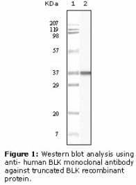Monoclonal Mouse anti-Human BLK Antibody (clone 9D10B7H6, 9D10A8F8, IHC, WB)