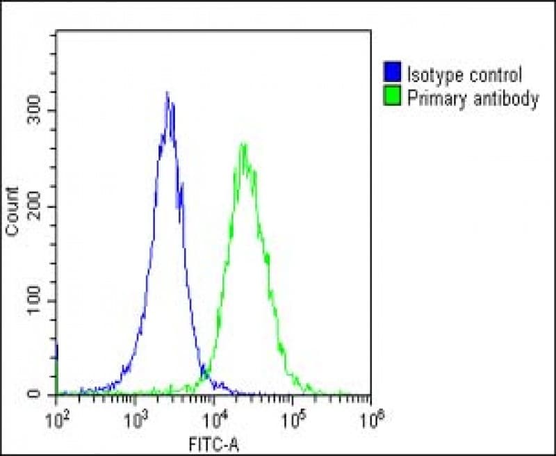 MGEA5 Antibody (N-Terminus)