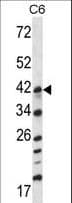 MAP2K3 / MEK3 / MKK3 Antibody (aa132-160)