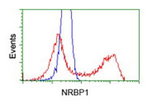 IHC-plus™ NRBP1 / NRBP Antibody (clone 2C8)