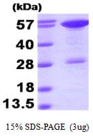 Human STI1 / STIP1 Protein (Recombinant His)
