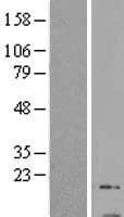 GNG13 Protein (Over-Expression Lysate Myc-DDK (Flag))