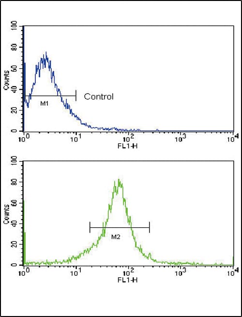 MMP14 Antibody (aa145-174)