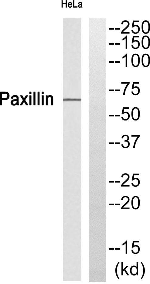 PXN / Paxillin Antibody (p272)