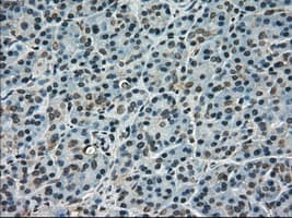 SCYL3 Antibody (clone OTI4F10)