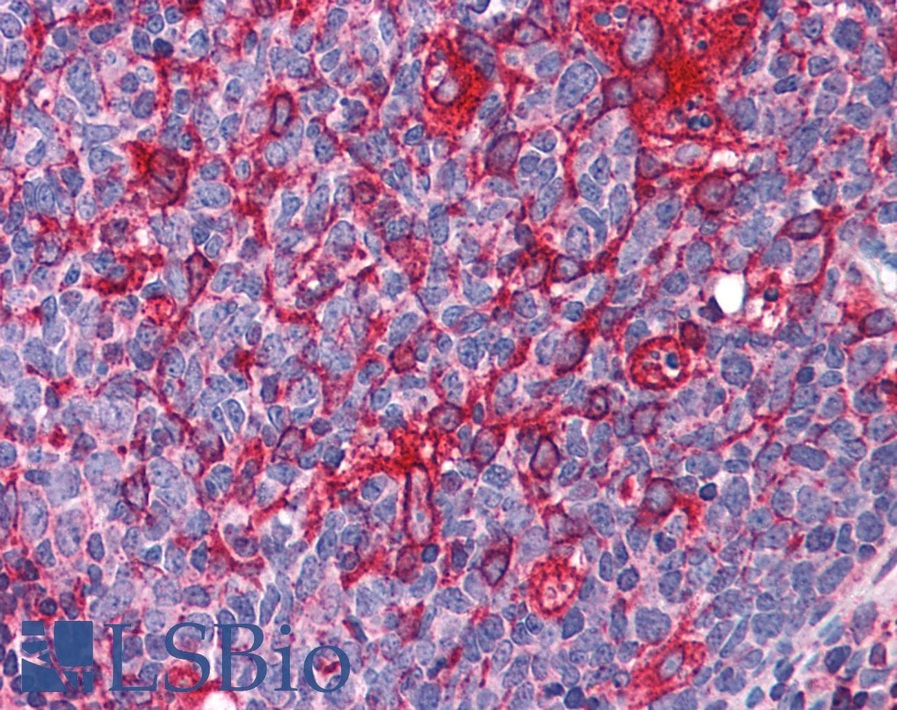IHC-plus™ Polyclonal Goat anti-Human ARL6IP5 Antibody (aa177-188, IHC, WB)