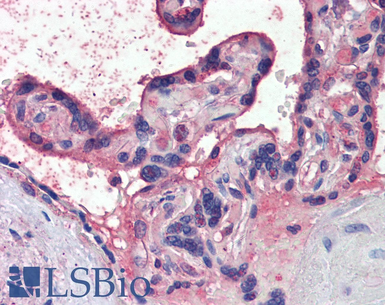 IHC-plus™ Polyclonal Goat anti-Human NODAL Antibody (aa242-253, IHC, WB)