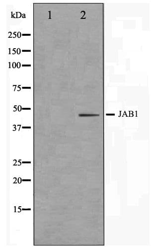 Polyclonal Rabbit anti-Human COPS3 / CSN3 Antibody (IF, WB)