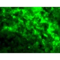 IHC-plus™ CD209 / DC-SIGN Antibody